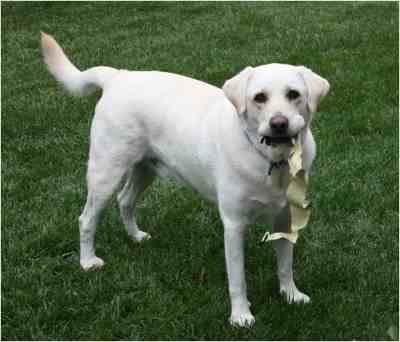 Dog retrieving PATA cable